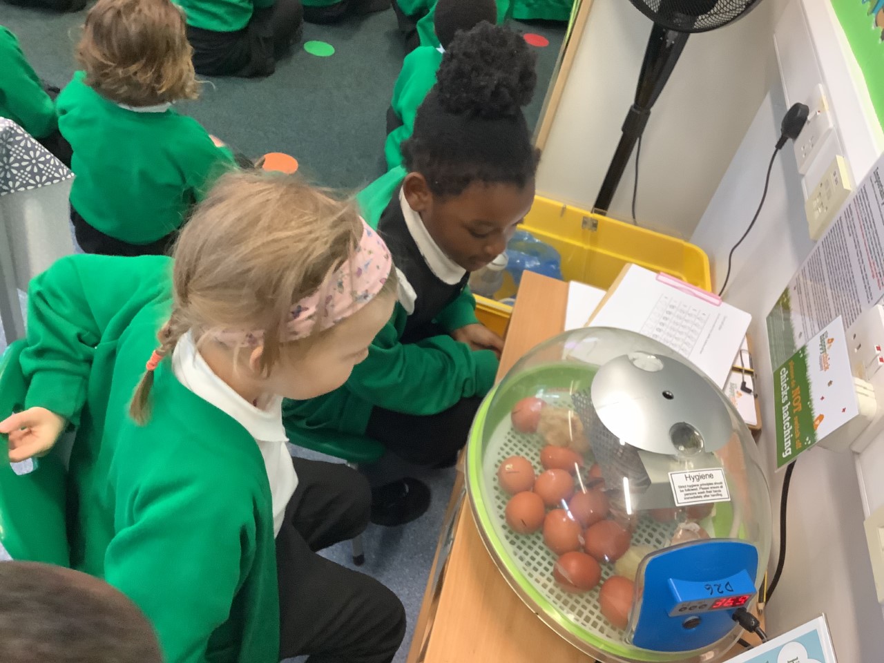 Orchard Primary School EYFS Watch Eggs Hatch