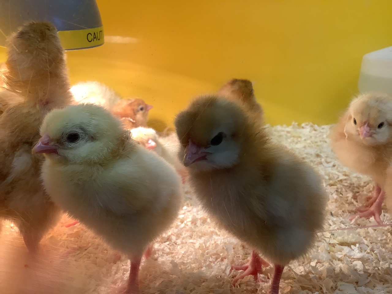 Orchard Primary School EYFS Watch Eggs Hatch